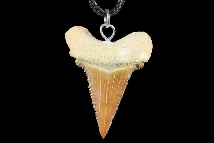 Fossil Shark (Palaeocarcharodon) Tooth Necklace -Morocco #110202